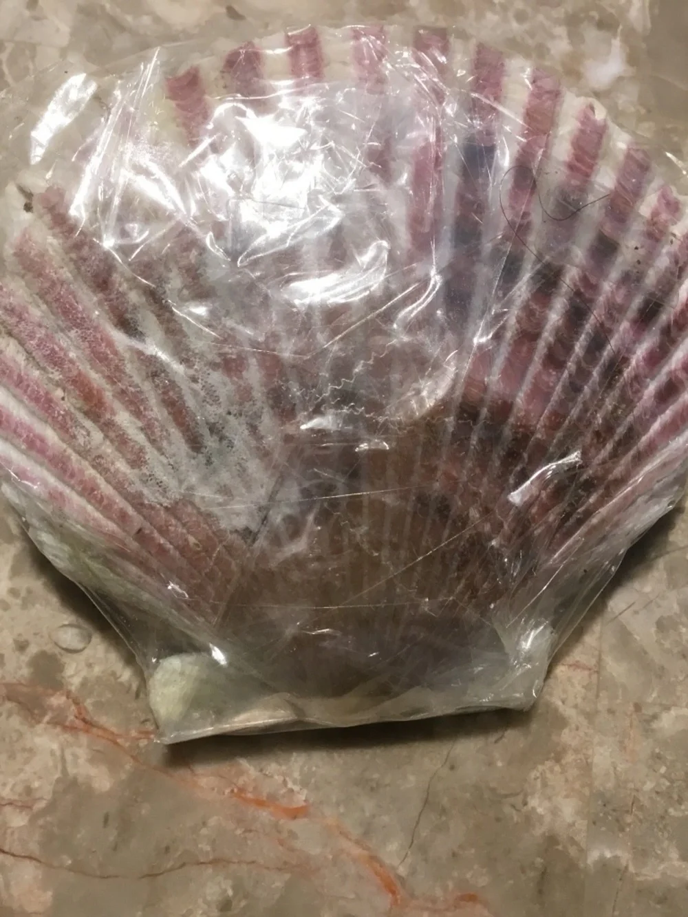 Appetizers Sea Shell Toothpicks (18 Total) with a seashell holder.